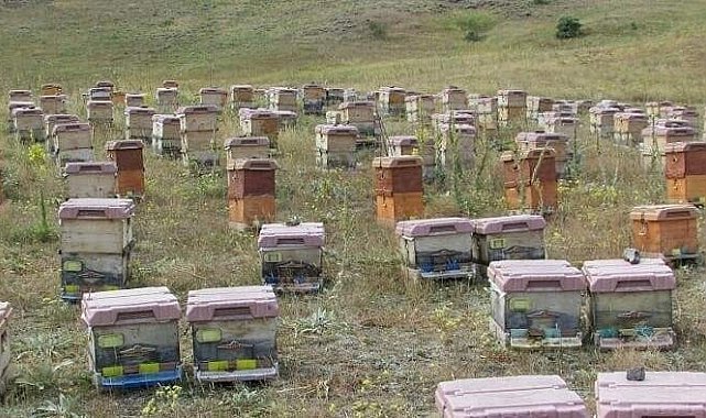 Doğu Karadeniz'de arıcılık alarm veriyor