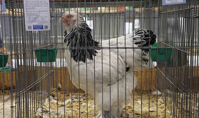 Doğu ve Güneydoğu'nun en güzel horoz ve tavukları belli oldu