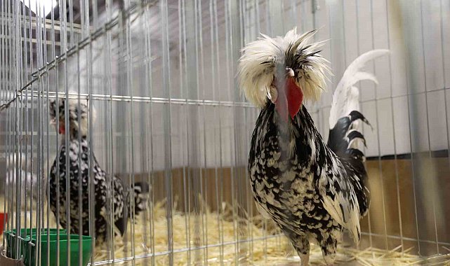 Doğu ve Güneydoğu'nun en renkli süs tavukları Elazığ'da buluştu