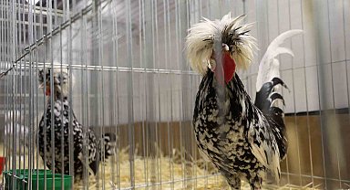 Doğu ve Güneydoğu'nun en renkli süs tavukları Elazığ'da buluştu