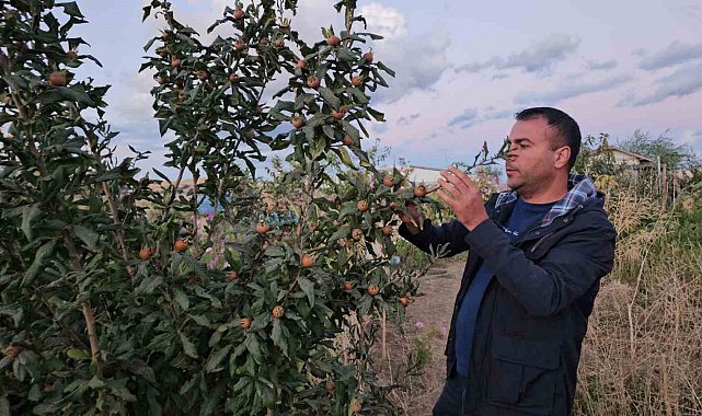 Doğu'nun soğuğunda sıcak iklim meyveleri yetiştirdi