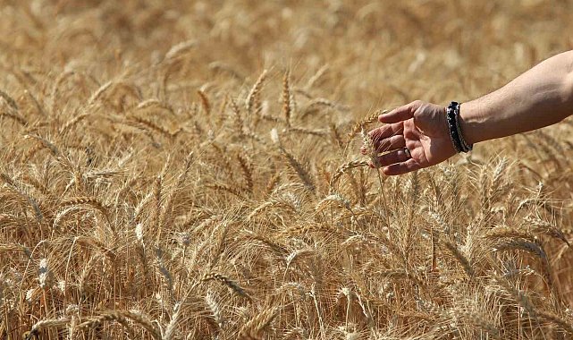 Dünya tahıl üretim tahminlerinde keskin artış