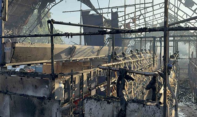 Düzce'deki orman yangınında keçi üretim çiftliği küle döndü