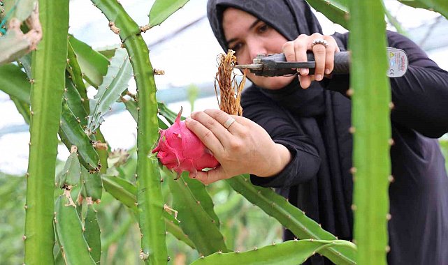 Ejder meyvesi en çok kurutulan ürünler arasına girdi