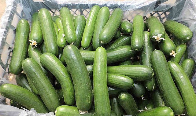 Elazığ'da 17 bin ton salatalık üretimiyle örtü altı sezonu başladı