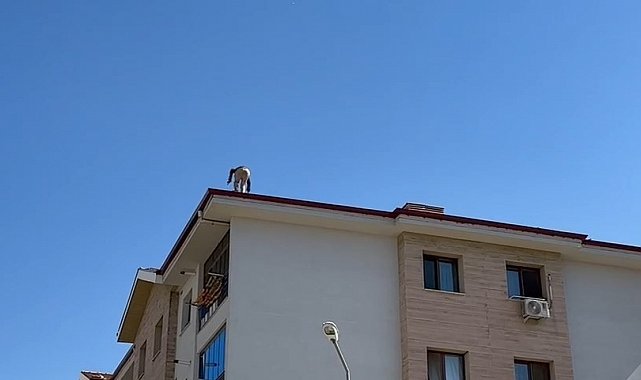 Elazığ'da çatıda tehlikeli çalışma
