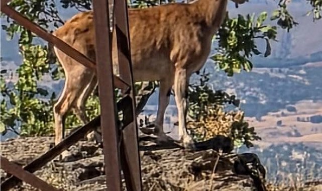 Elazığ'da dağ keçileri görüntülendi