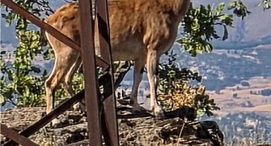 Elazığ'da dağ keçileri görüntülendi