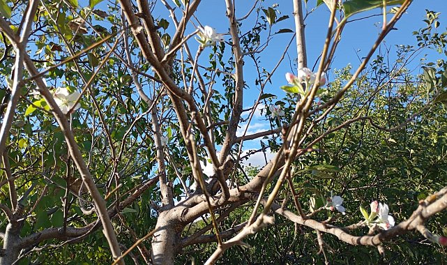 Elazığ'da elma ağacı çiçek açtı