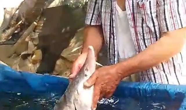 Elazığ'da oltaya takıldı, havyarı 2 milyon lira