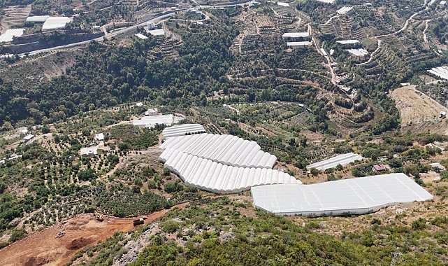 Engebeli arazide tropikal meyve başarısı: 104 dönümlük serada 20'den fazla çeşit meyve yetiştiriliyor