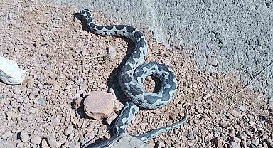 Engerek yılanı görüntüsüyle ürküttü