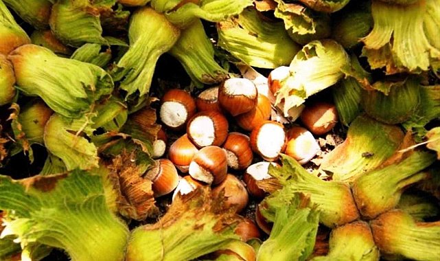 Erzincan'da ilk kez yetiştirdi,1 ton ürün bekliyor