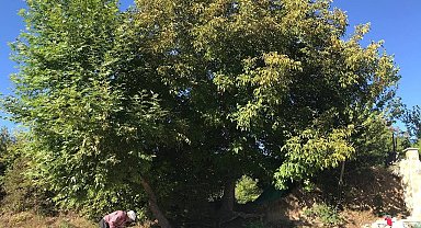 Erzincan'da köylülerin zorlu ceviz hasadı başladı