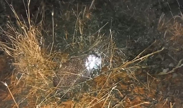 Erzincan'da şaşırtan olay: Civcivleri yiyen tilki değil kirpi çıktı