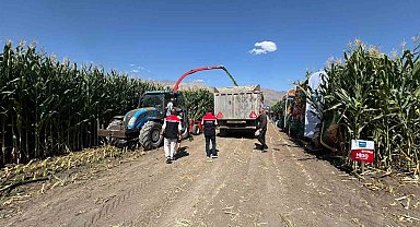 Erzincan'da silajlık mısırın hasadı sürüyor