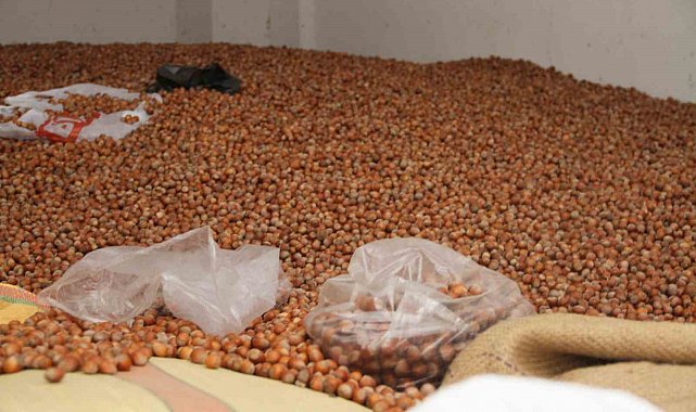 Fındık fiyatları yükselişe geçti: 50 randıman 300 TL