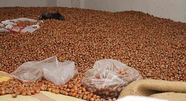 Fındık fiyatları yükselişe geçti: 50 randıman 300 TL