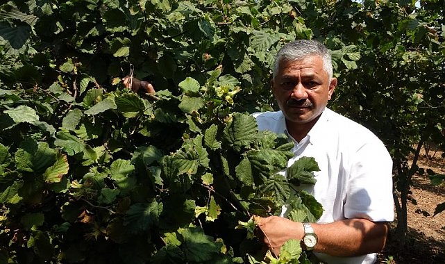 Fındık fiyatlarında son durum