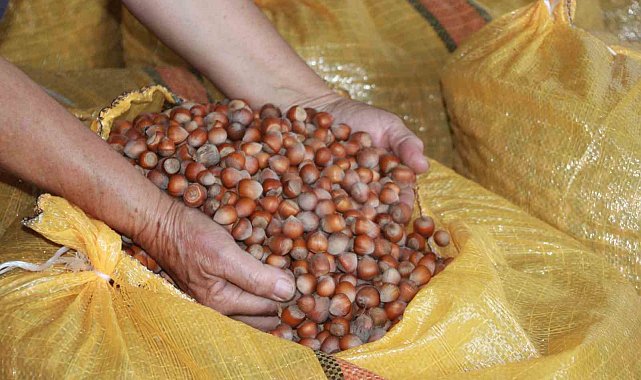 Fındık üreticileri mahsullerini evde depoluyor: Beklenti 500 lira