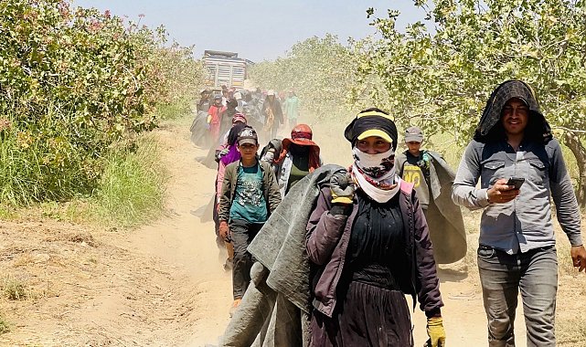 Fiyatı yüzde 500 artan fıstığın üreticisinden baklavacılara çağrı
