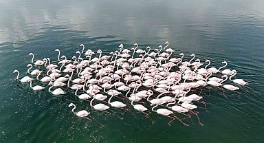 Flamingoların Van Gölü kıyılarında renkli dansı hayranlık uyandırıyor