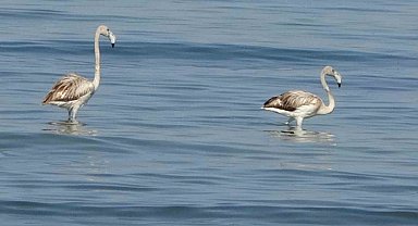 Flamingoların yeni durağı İskele sahili oldu