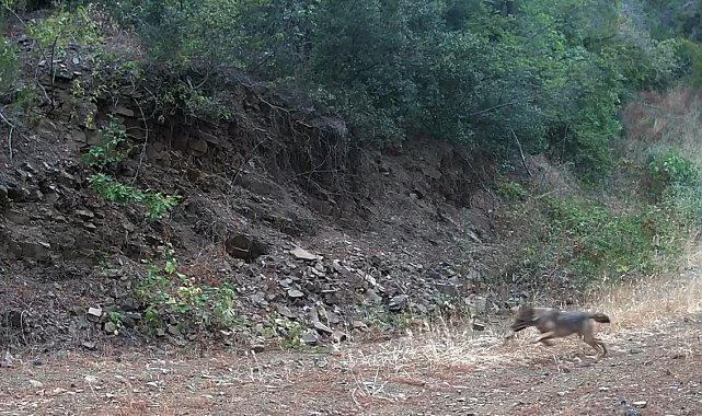 Ganos Dağları'nda çakalın karacanın peşinden gitmesi kamerada