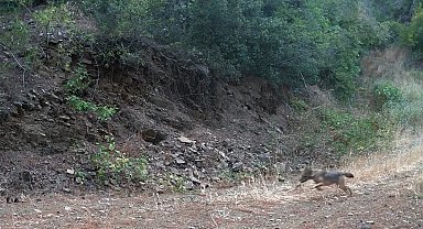 Ganos Dağları'nda çakalın karacanın peşinden gitmesi kamerada