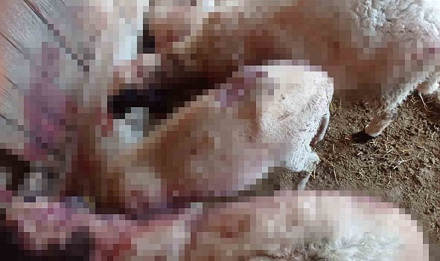 Gece ağıla giren kurt, 8 kuzuyu telef etti