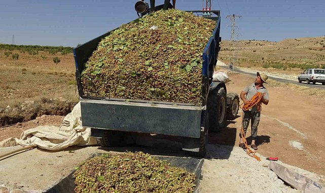 Gercüş'te fıstık hasadı başladı