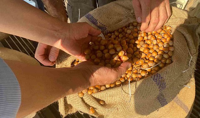 Giresun'da fındık fiyatını randıman belirliyor