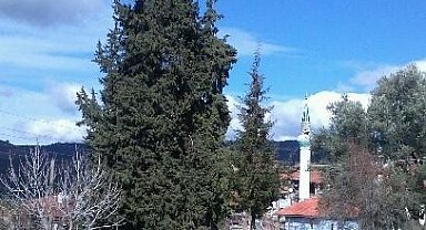 Göktepeliler, asırlık ağaca sahip çıkıyor