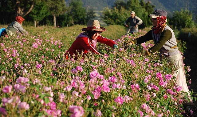 Gül çiçeği taban fiyatı 100 lira olarak açıklandı