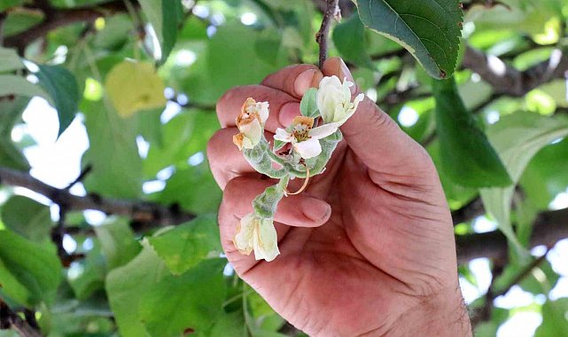 Gümüşhane'de mevsimi şaşıran elma ağacı Eylül ayında çiçek açtı