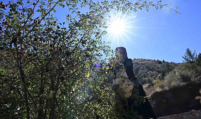 Gümüşhane'nin 'dikenli gülü' kuşburnu, zahmetli yolculukla sofraya geliyor