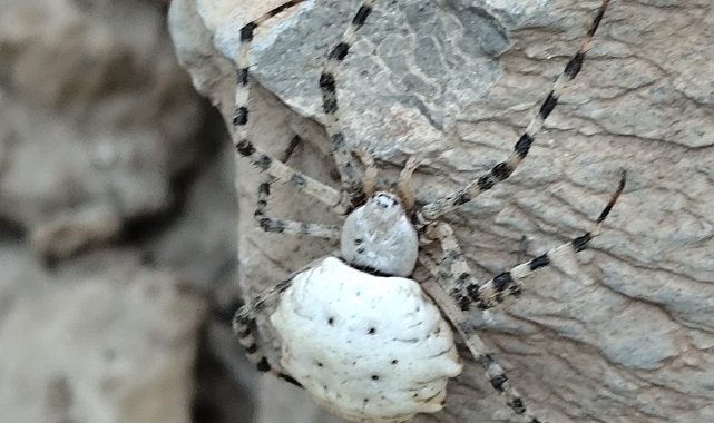 Hakkari'de dünyanın en zehirli örümcek türlerinden biri görüldü