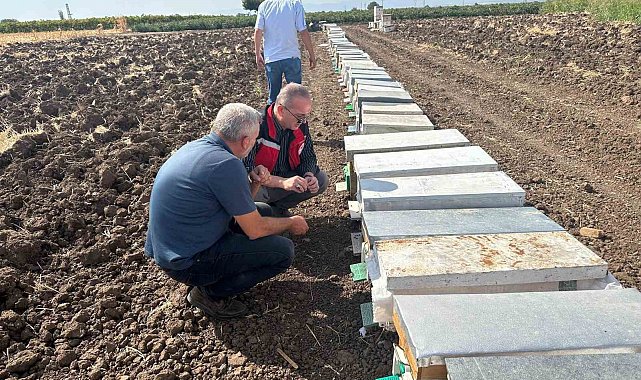 Halitpaşa'da arı ölümleri inceleme altında