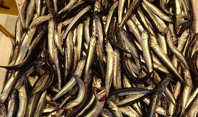 Hamsiyi tezgahta erken gören balıkçı sevinsin mi üzülsün mü bilemedi