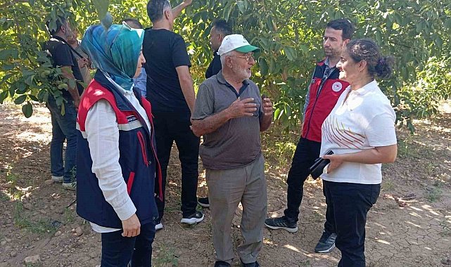 Hasat öncesi ceviz bahçelerinde inceleme yapıldı
