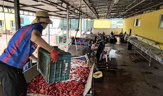 Hollanda'nın biber salçasını İnegöllü kadınlar üretiyor