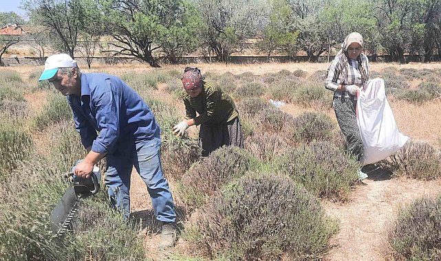 İmece usulü ektikleri lavantanın gelirini köylerinin ortak giderleri için kullanıyorlar
