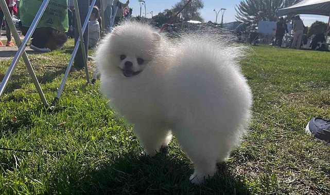 Irk Standartları ve Güzelliği Yarışması'na katılan 53 farklı ırk ile 150 köpek yarıştı