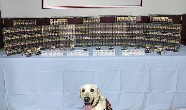 Jandarma bin 320 paket kaçak sigara ele geçirdi