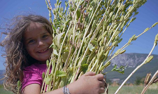 Japonlar'ın suşi susamı Gökova'dan