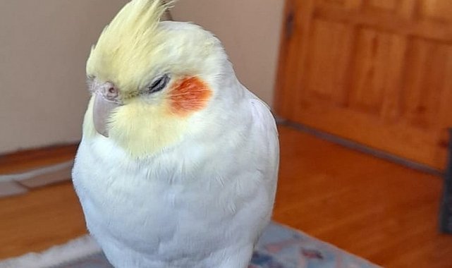 Kaçan sultan papağanı Paşa'yı bulana ödül verilecek