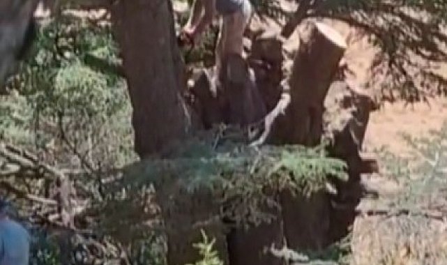 Kahramanmaraş'ta ormanlık alanda ağaç kesen 2 kişi yakalandı