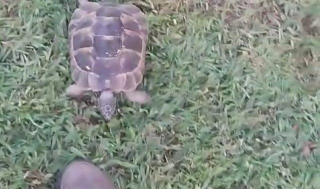 Kaplumbağa ve bahçıvanın dostluğu kıskandırdı