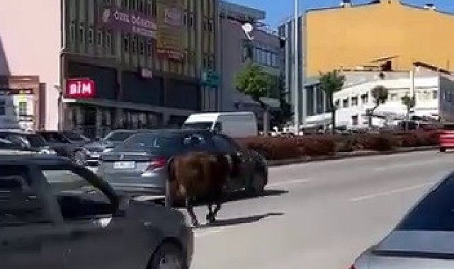 Karabük'te yolda ilerleyen inek tehlike oluşturdu