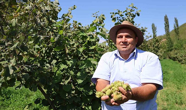 Karadeniz değil Adana: Torosların eteğinde fındık hasadı
